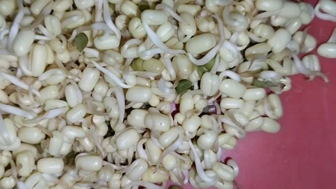 Pile of bean sprouts that have not been cleaned of skin 스톡 동영상 287659403