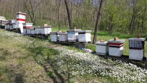 A pile of beehives lined up on a meadow in the forest, organic honey production Stock Footage 239723759