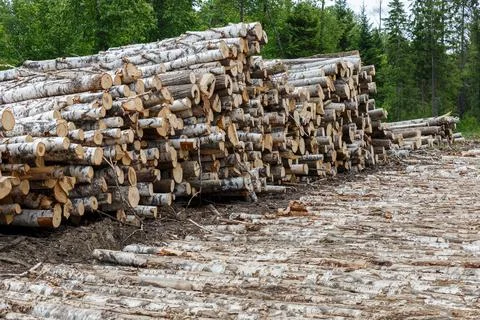Pile of birch logs Stock Photos