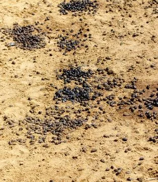 Pile of black bugs on the ground Stock Photos