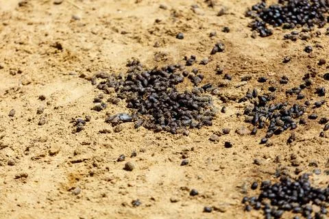 Pile of black bugs on the ground Stock Photos