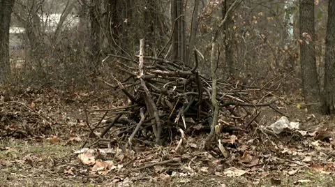 Pile of branches Stock Footage 10678419