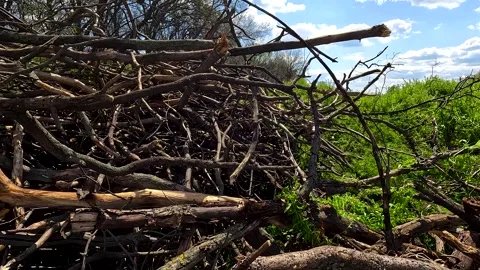 Pile of branches in the forest on a clear sunny day Vidéo 255443314