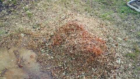 A pile of branches processed on a wood chipper Stock Footage 314248663