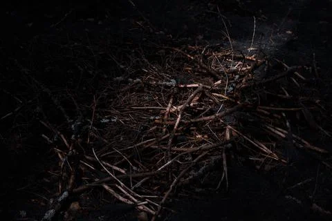 Pile of Branches with Shadows in Moody Forest Stock Photos