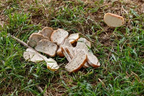 A pile of bread crumbs on the grass 스톡 사진