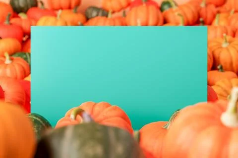 Pile of bright colored varieties of pumpkins with empty blue sheet in dayligh Stock Photos