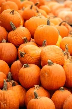 Pile of bright orange pumpkins Stock Photos