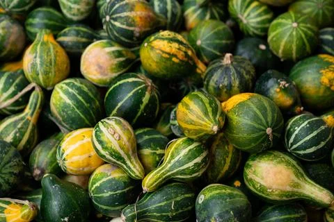 Pile of Bright Red Small Pumpkins Harvest Background Stock Photos