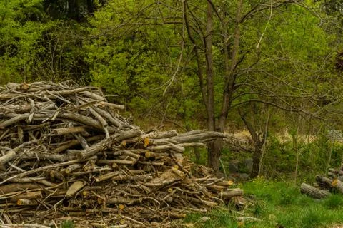 Pile of broken tree branches Stock Photos