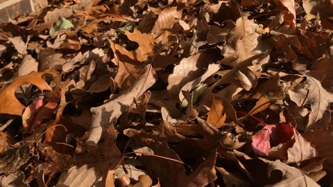 Pile of brown leaves fall Stock Footage 98792598