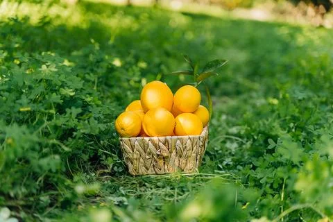 A pile bunch stack harvest of fresh juicy organic ripe oranges in wooden wicker Stock Photos