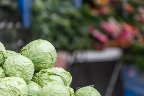 Pile of Cabbage Stock-Fotos