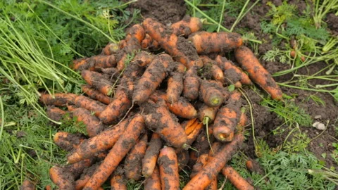 Pile of carrots on the ground 库存影片 125461325