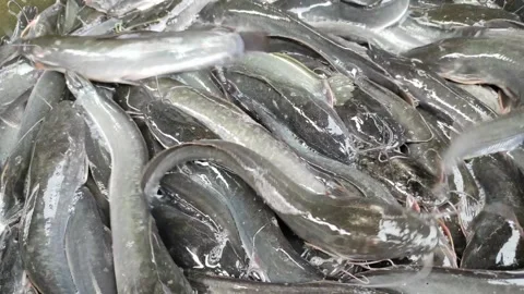A pile of catfish in a bucket Stock Footage 261779390