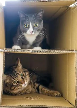 Pile of cats Stock Photos