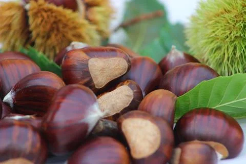Pile of chestnuts 스톡 사진