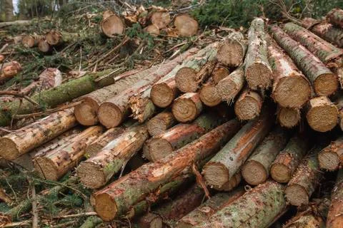 Pile of chopped down logs Stock Photos