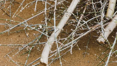 Pile of chopped tree branches to be used as wood logs or raw material stacked Stock Footage 116646483