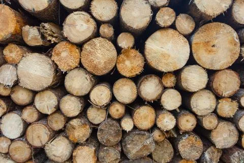 Pile of chopped wood in the forest Stock-Fotos
