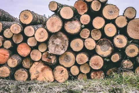 Pile of chopped woods, a log pattern bacground Stock Photos