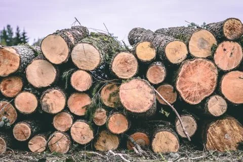 Pile of chopped woods, a log pattern bacground Stock Photos
