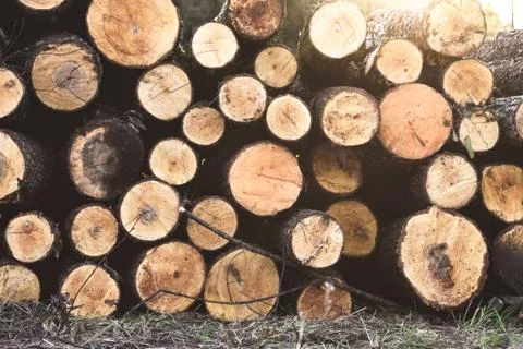 Pile of chopped woods, a log pattern bacground Stock Photos