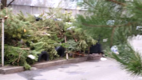 A pile of Christmas trees at the dump Stock Footage 100181057