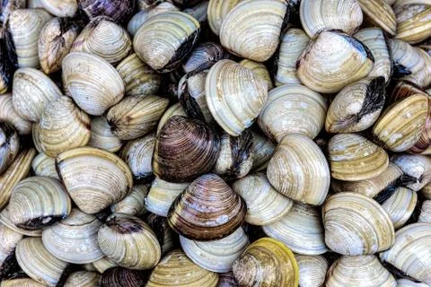 A pile of clams in close-up Stock Photos