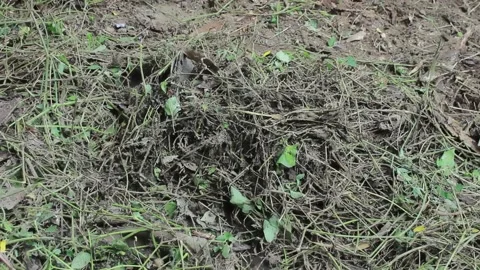 Pile of cleared grass in the garden Stock Footage 197644680