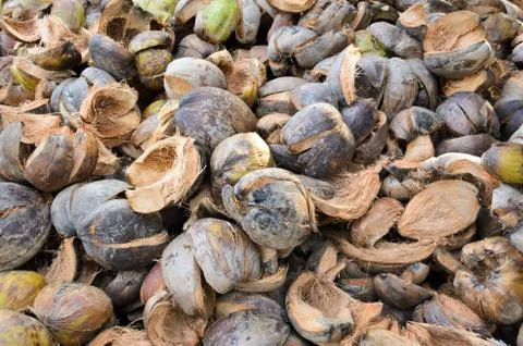 Pile of coconut shell.. Stock Photos