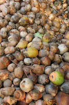 Pile of coconut shells Stock Photos