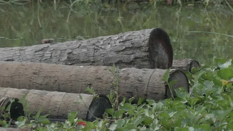 Pile of coconut timber as alternative of rainforest wood, closeup view Stock Footage 133445916