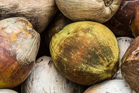 Pile of coconuts brown natural pattern close-up set of palm nuts tropical Foto stock