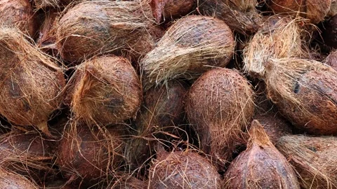 Pile of coconuts on display on a market stall. Stock Footage 168604479