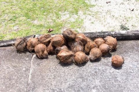 Pile of coconuts dry. Stock Photos