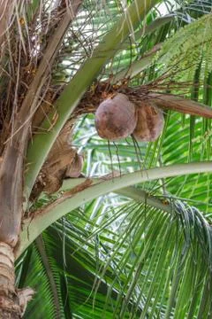 Pile of coconuts Foto stock