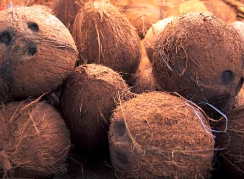 A pile of coconuts Stock Photos