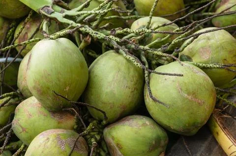 Pile of coconuts ready to be sold on market Stock Photos