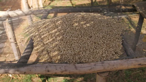 A pile of coffee beans on a counter at a coffee cooperative in Ethiopia Stock Footage 336367536