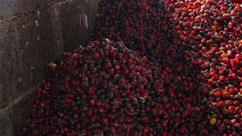 Pile of coffee pulp Stock Footage 228360945