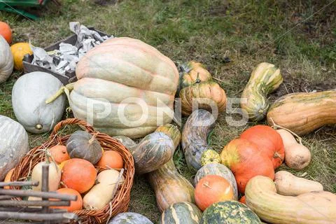 Pile of colored pumpkins and gourds in Moldova Stock Photos