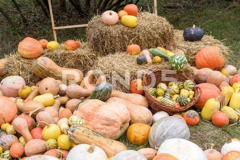 Pile of colored pumpkins and gourds in Moldova Stock Photos