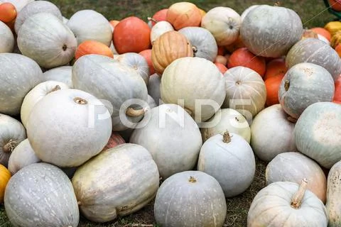 Pile of colored pumpkins and gourds in Moldova Stock Photos