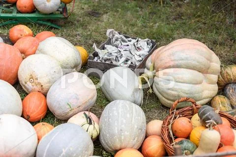 Pile of colored pumpkins and gourds in Moldova Stock Photos