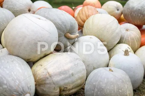 Pile of colored pumpkins and gourds in Moldova Stock Photos