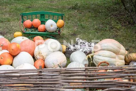 Pile of colored pumpkins and gourds in Moldova Stock Photos