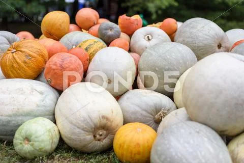 Pile of colored pumpkins and gourds in Moldova Stock Photos