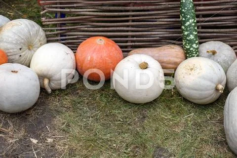 Pile of colored pumpkins and gourds in Moldova Stock Photos