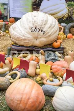 Pile of colored pumpkins and gourds in Moldova Stock Photos
